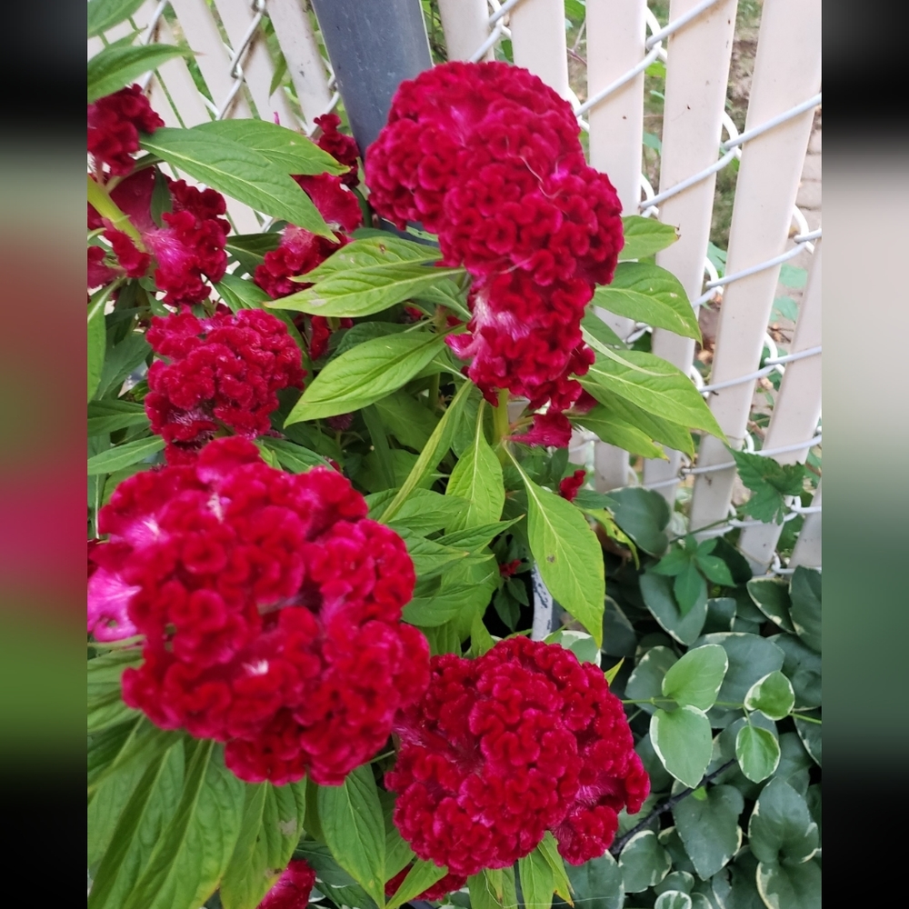 Brain plant, celosia seeds
